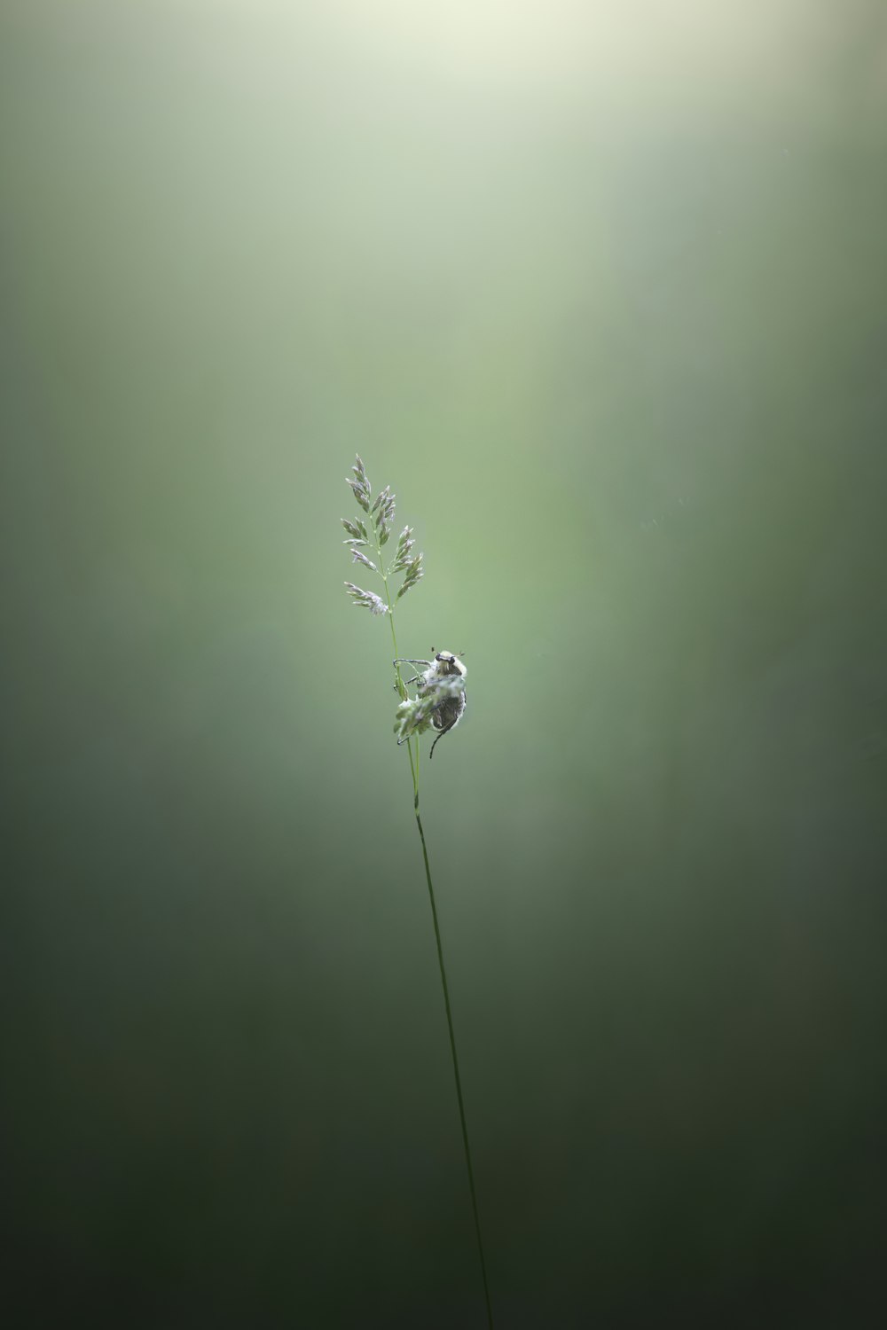 une plante avec une tige