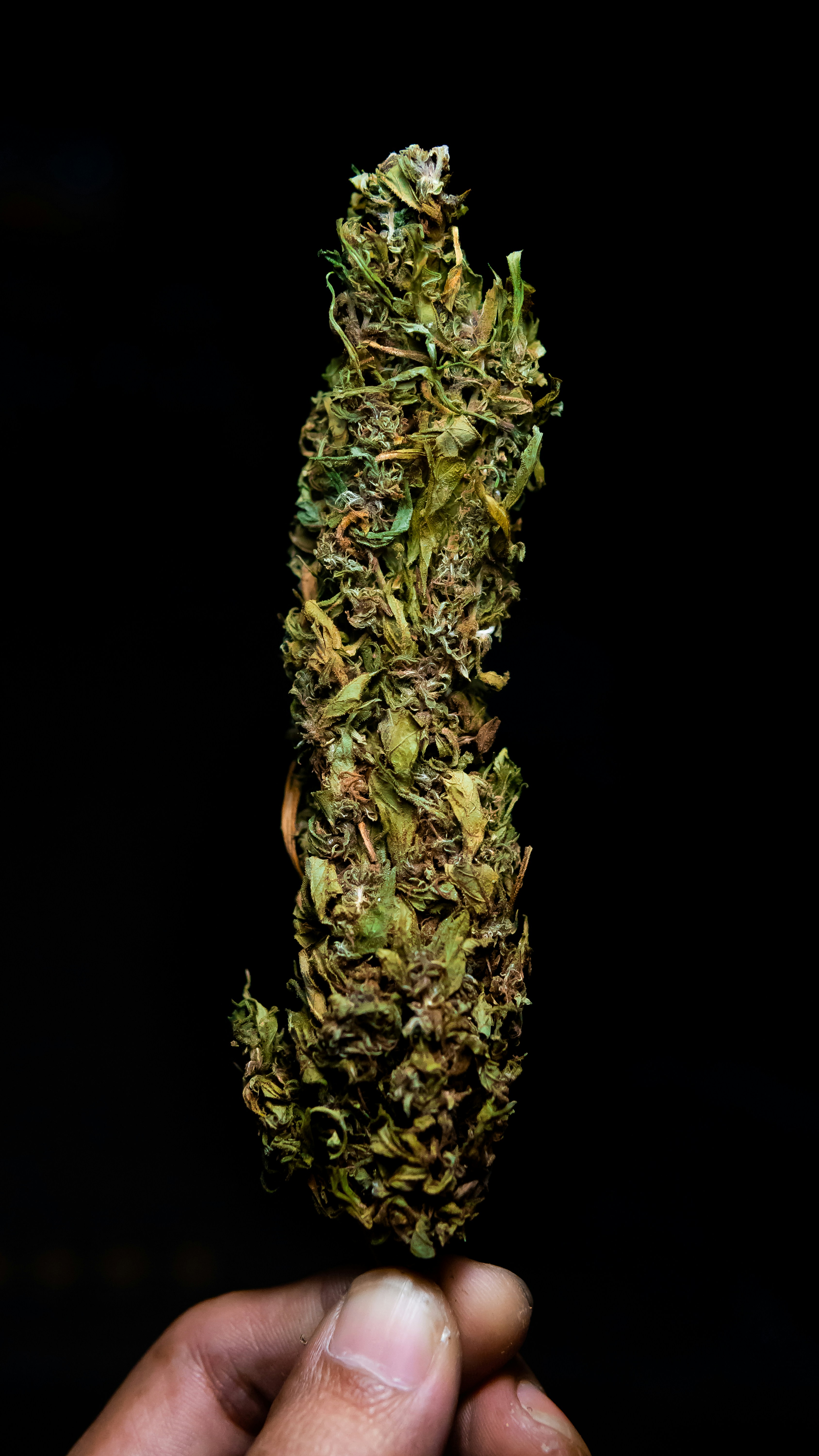 Cannabis : LSD Hybrid Strain