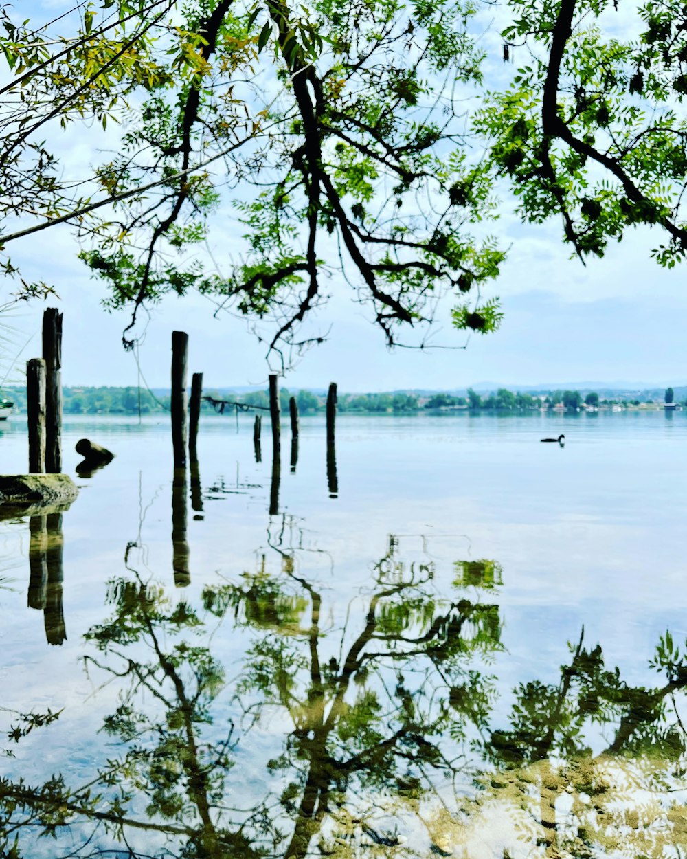 a tree with a body of water in the background