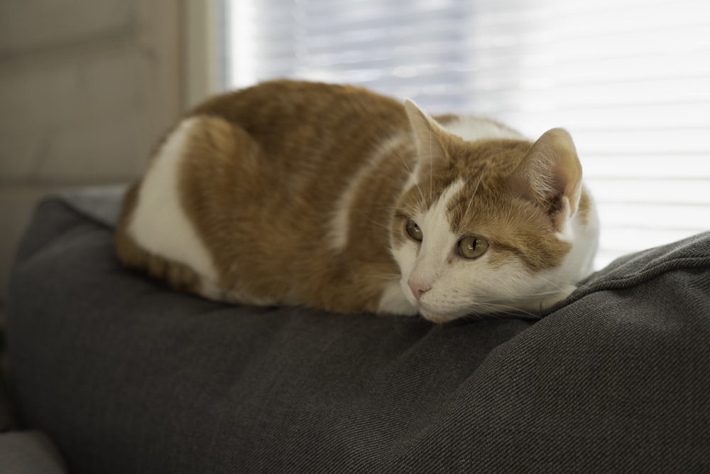 a cat lying on a couch