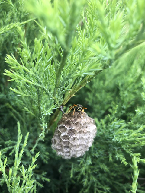 a couple of bees on a leaf