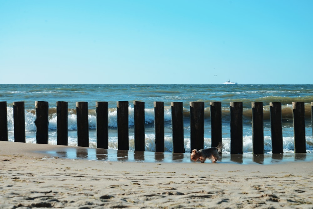 a dog on a beach