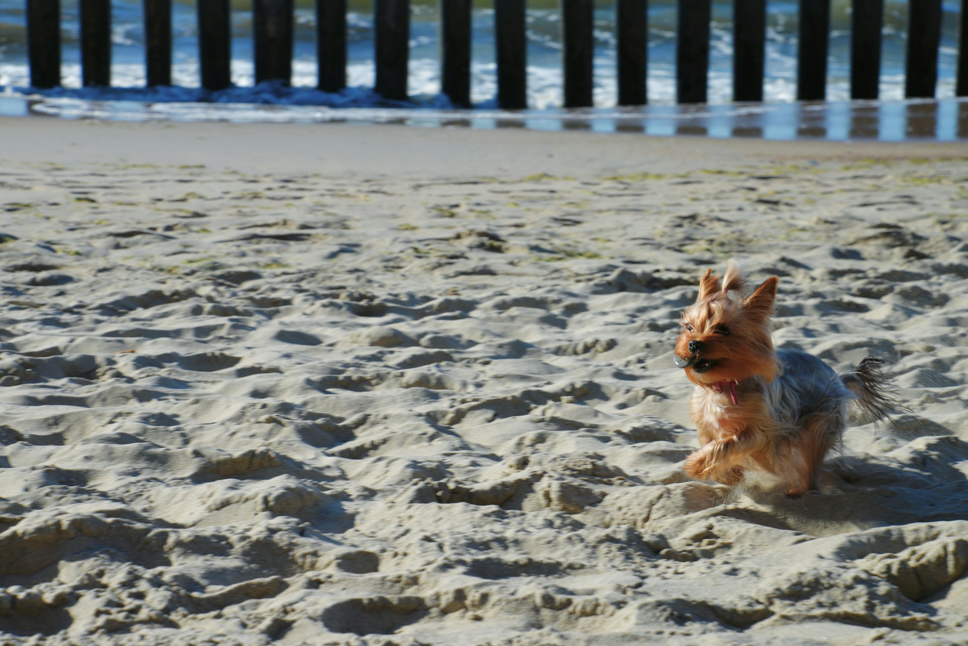 a dog running on the beach