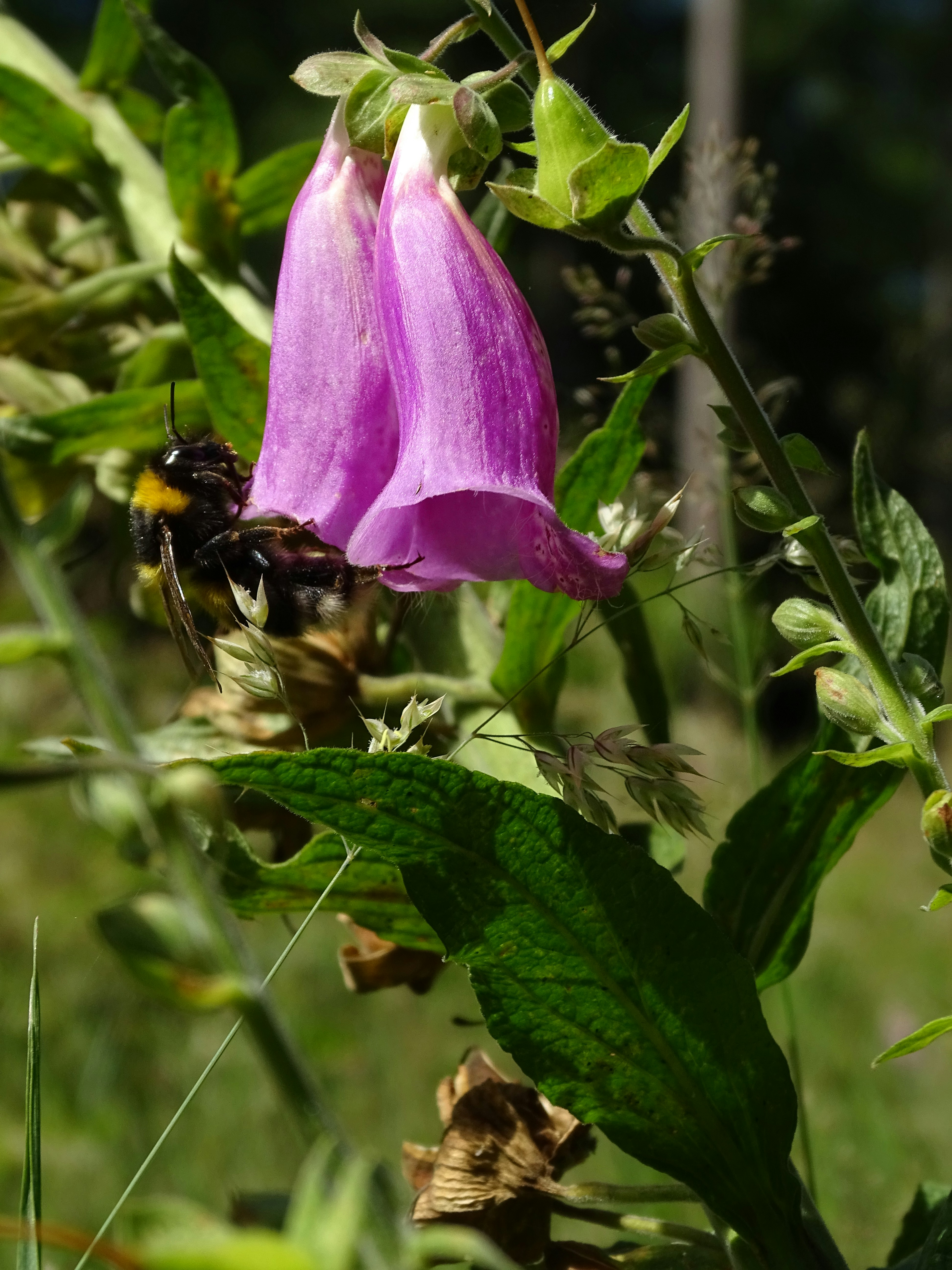 a bee on a purple flower