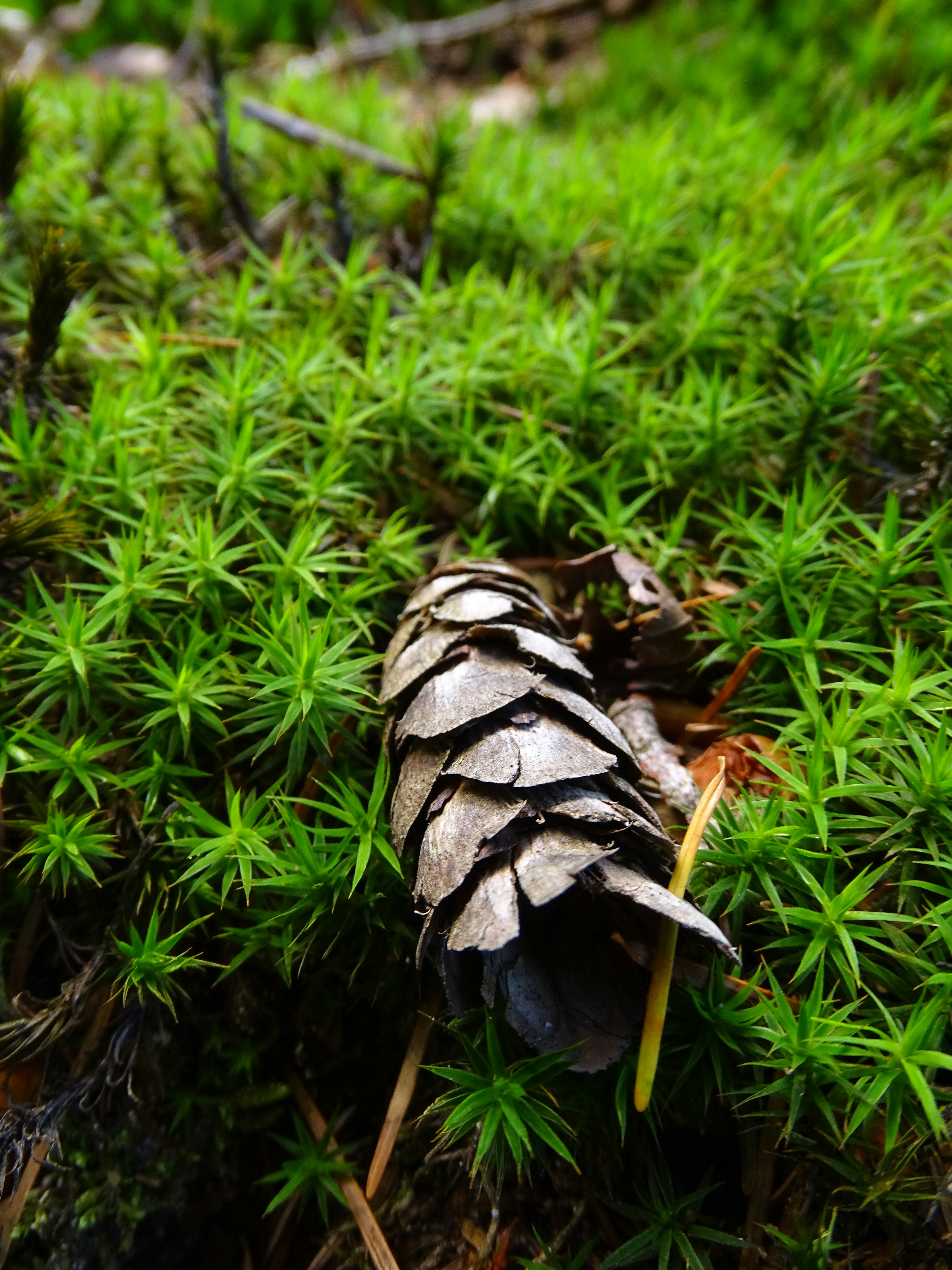 forest floor wallpaper, wallpaper, Herbal Tea Brewing: A Forest to Cup Guide 6