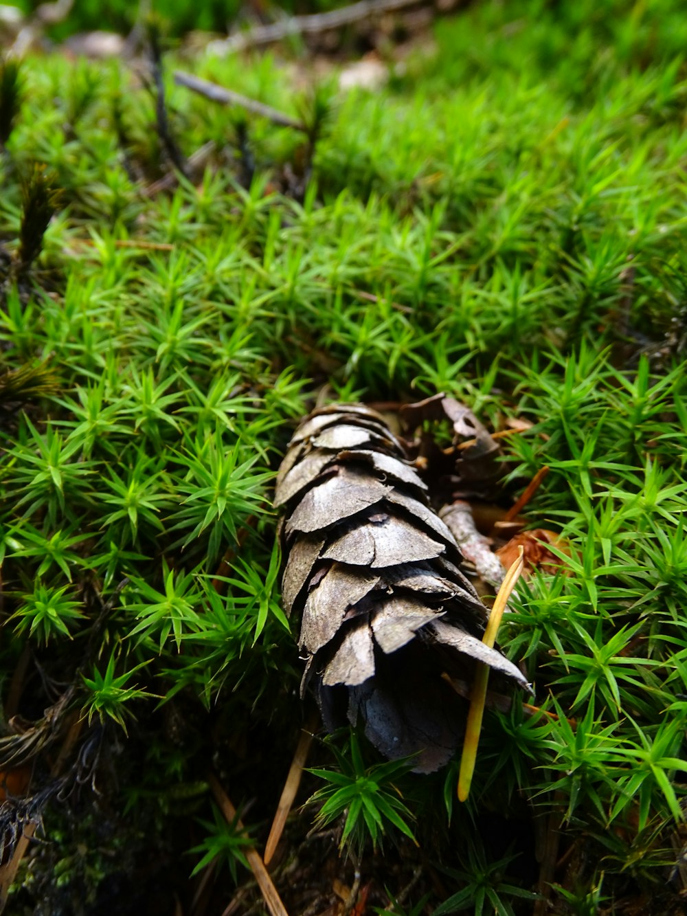 a mushroom growing in the grass