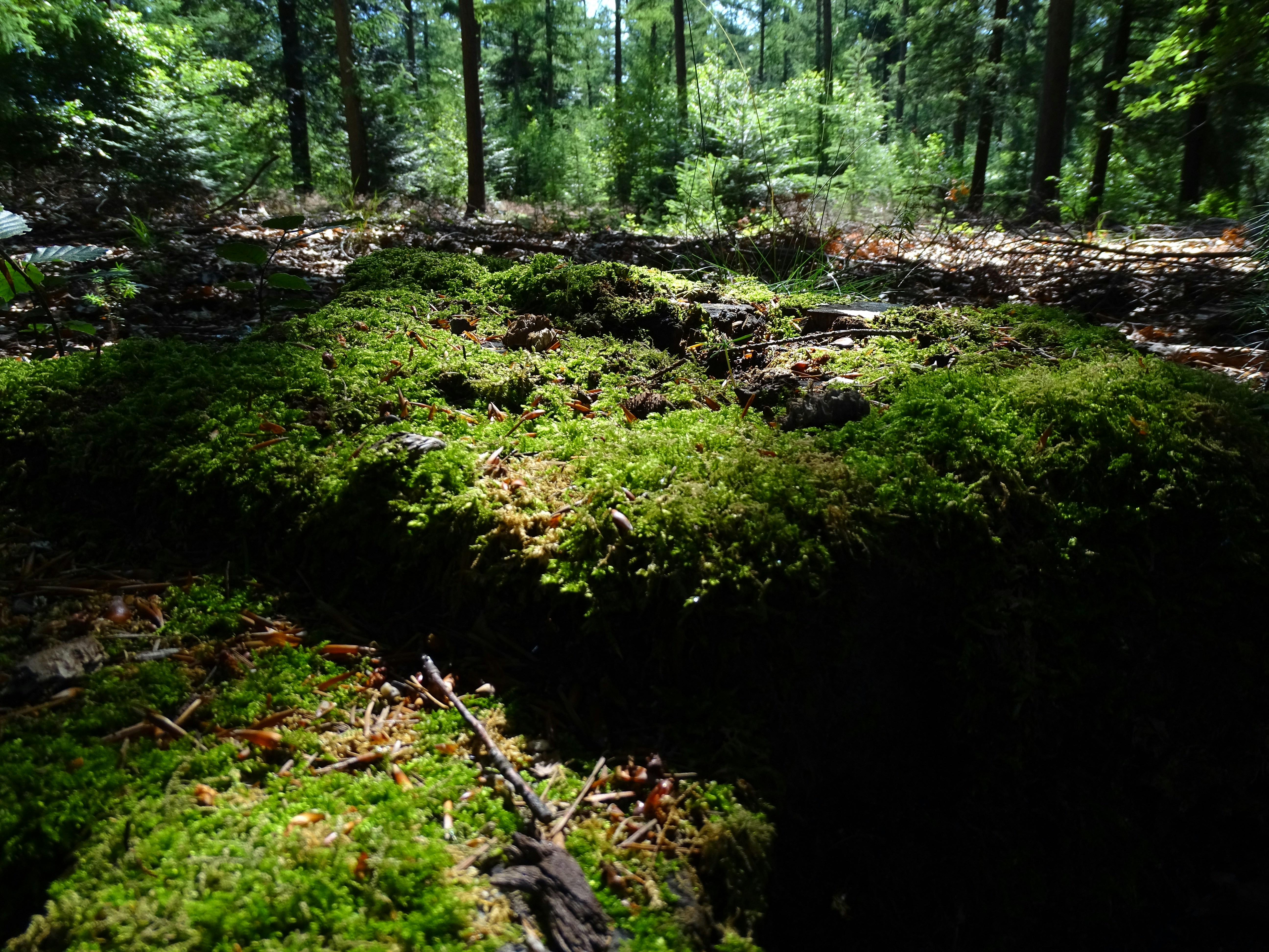 forest floor wallpaper, wallpaper, Best Sleeping Positions for Back Pain at Camp 6