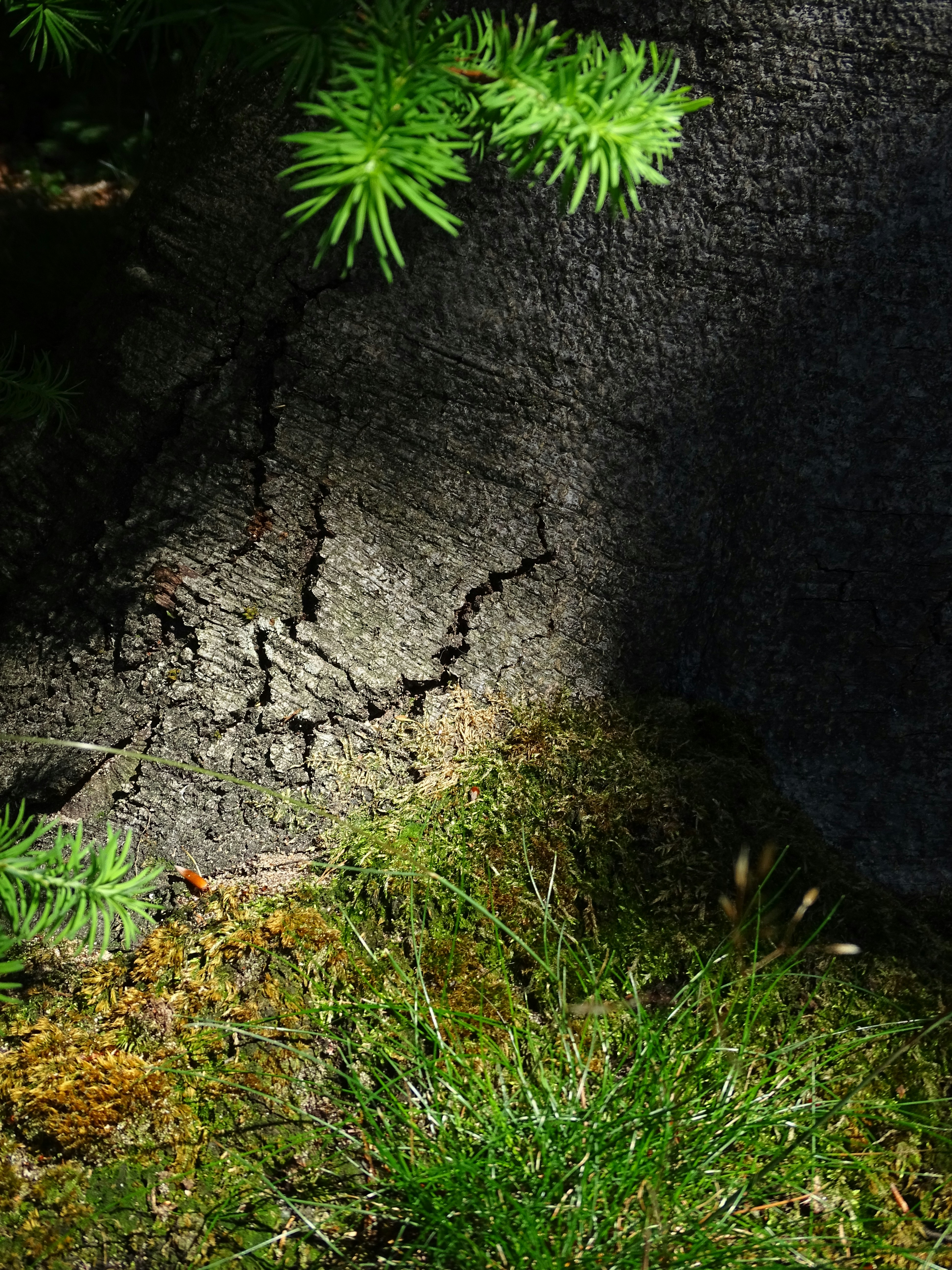 forest floor wallpaper, wallpaper, Herbal Tea Brewing: A Forest to Cup Guide 4