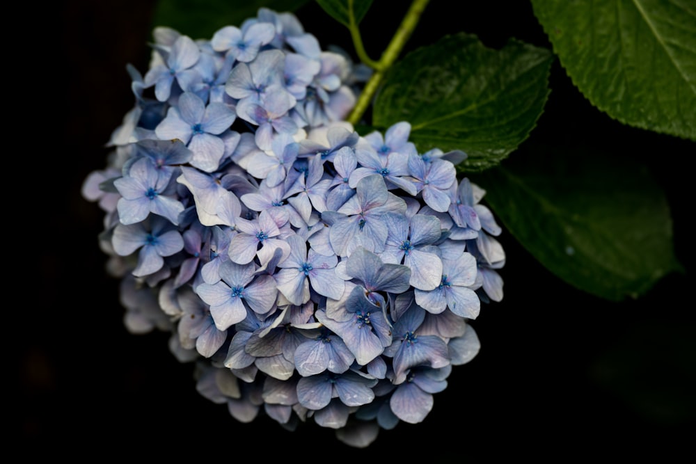 a close up of a flower