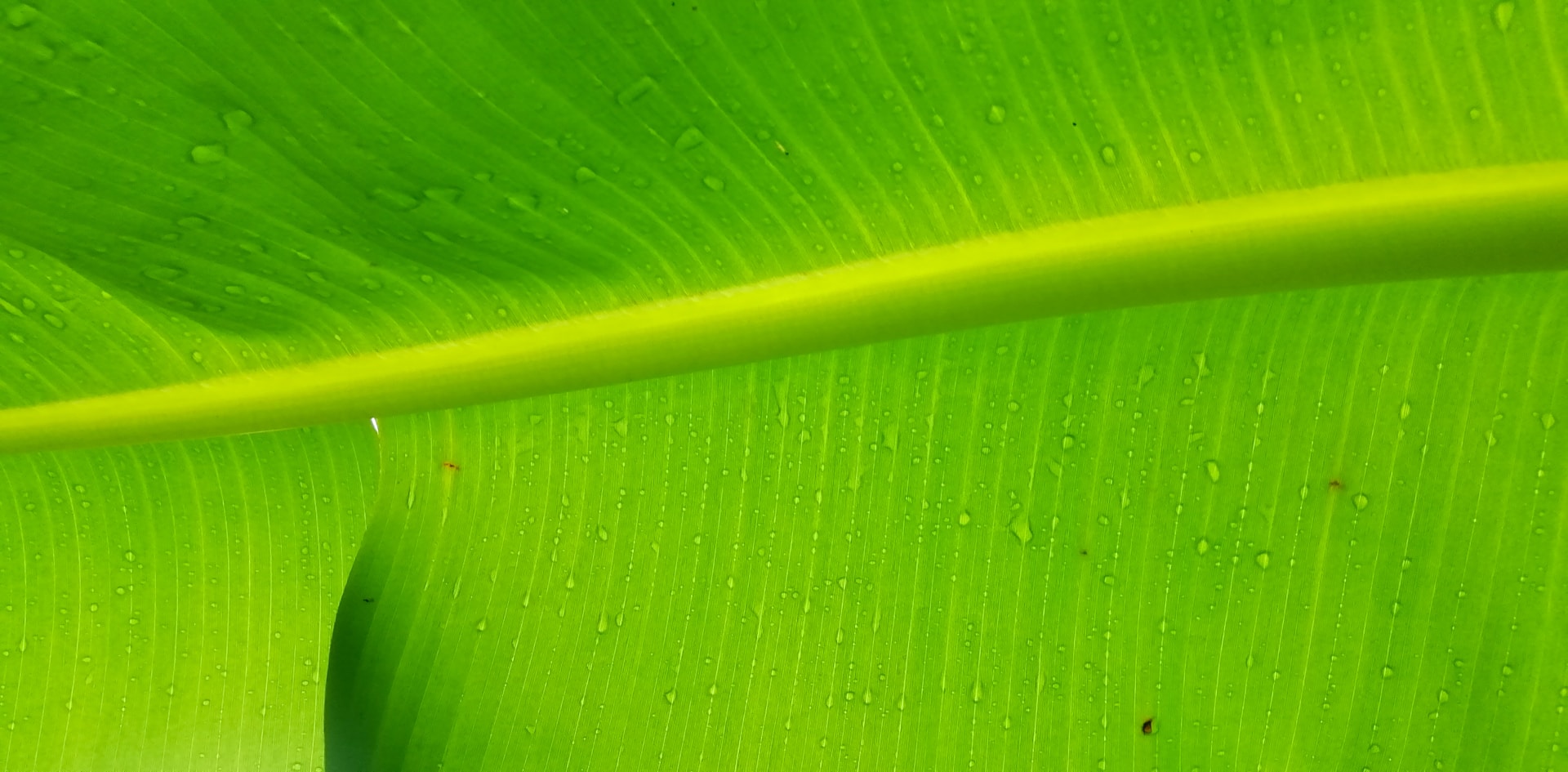 a close up of a leaf