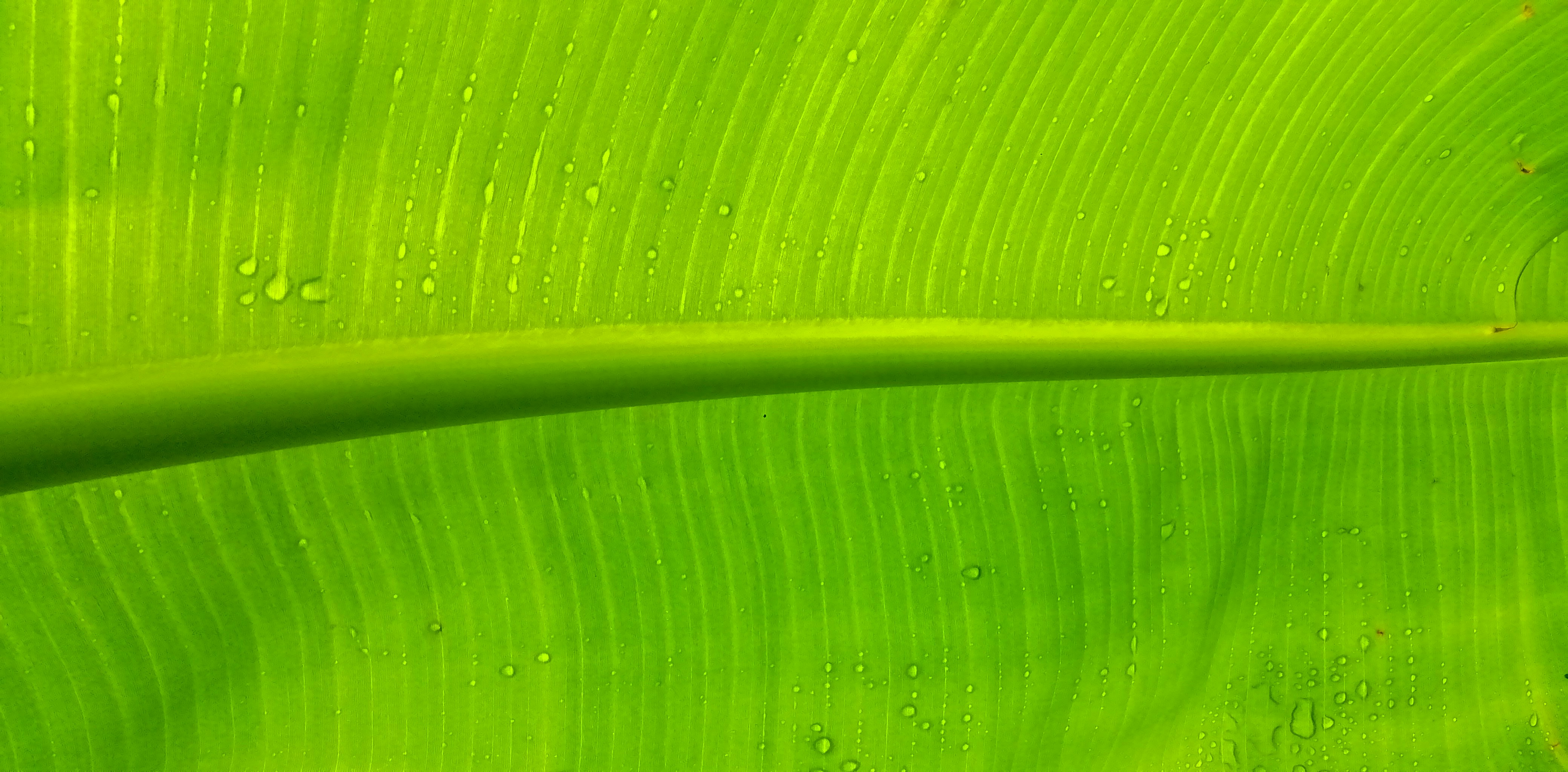 Green leaf