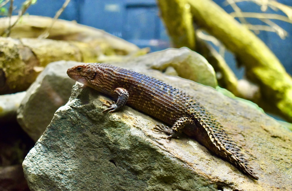 a lizard on a rock