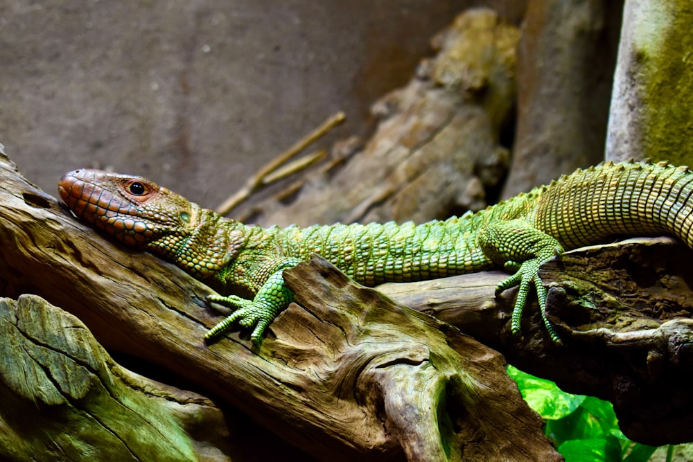 a lizard on a branch