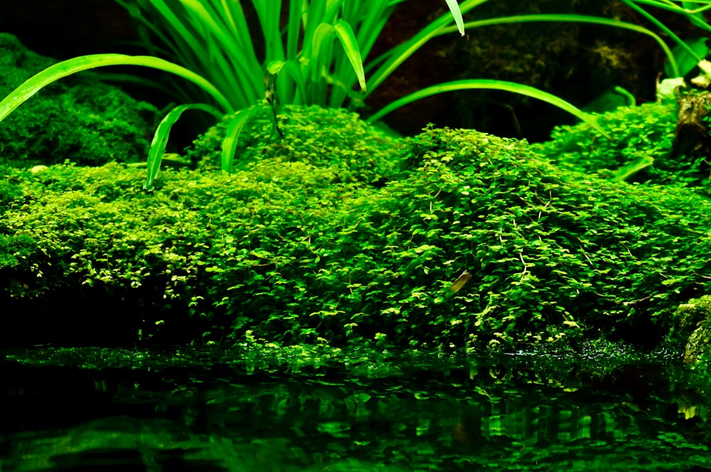 um grupo de plantas que crescem na água