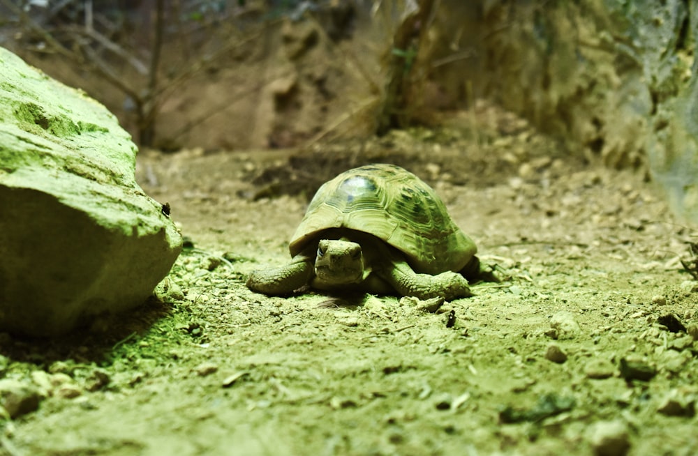 a turtle on the ground