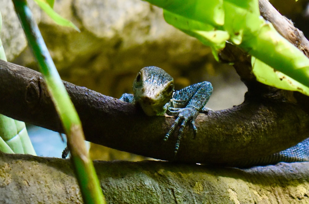 a frog on a branch