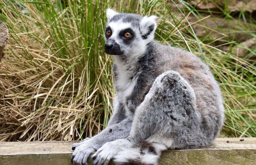 a lemur sitting on a rock
