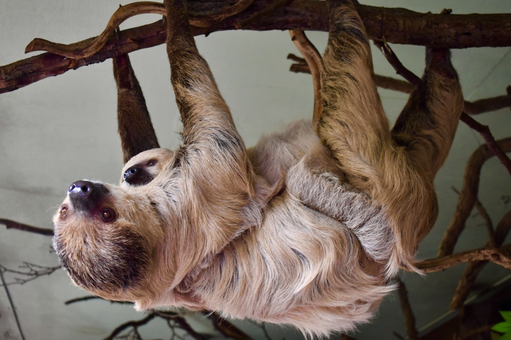 a sloth from a tree