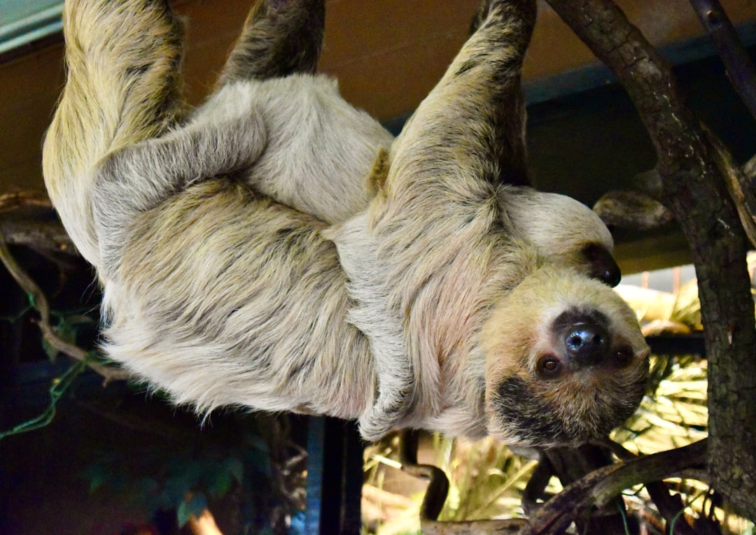 a koala bear from a tree, A baby sloth lying upon its mother and resting.