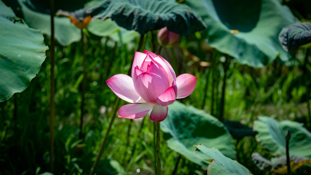 a pink flower surrounded by green leaves