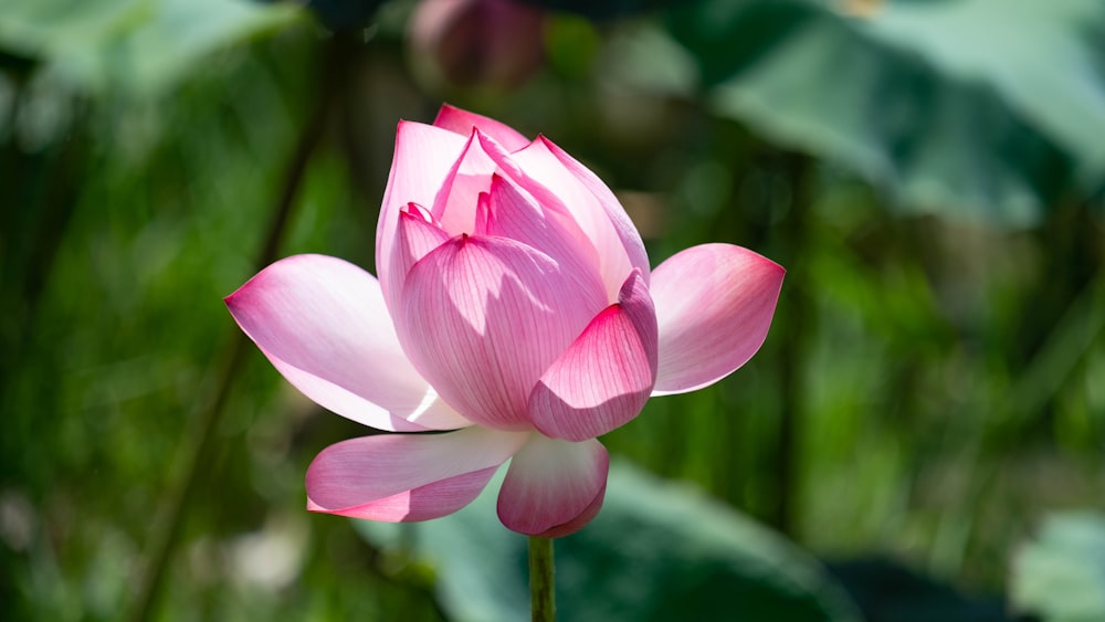 a pink flower with green leaves