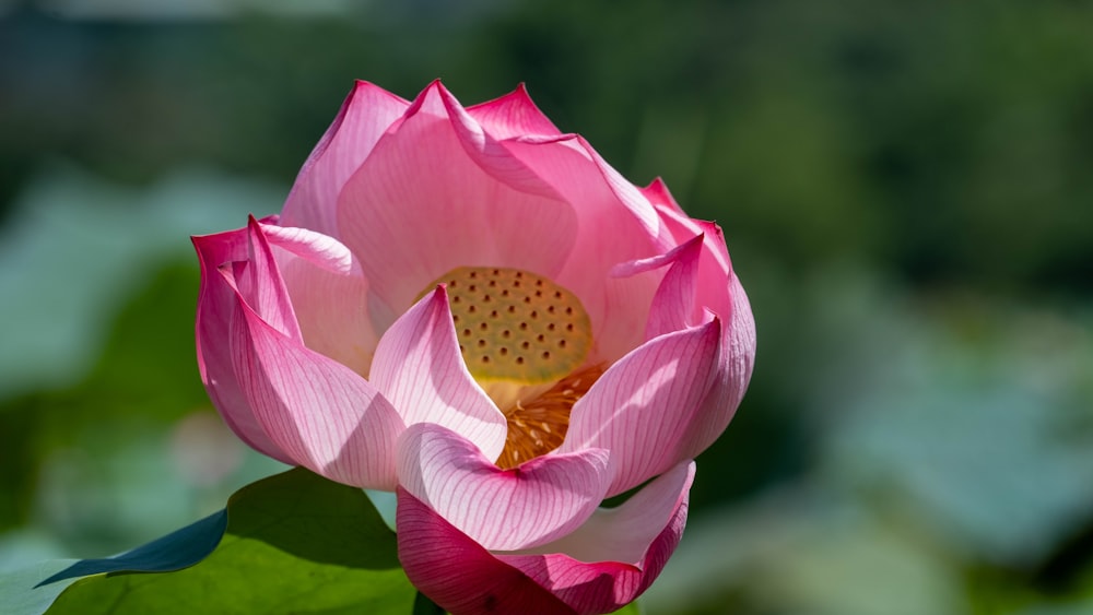 a pink flower with a yellow center