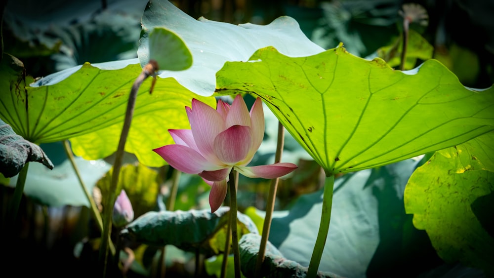 a pink flower on a plant