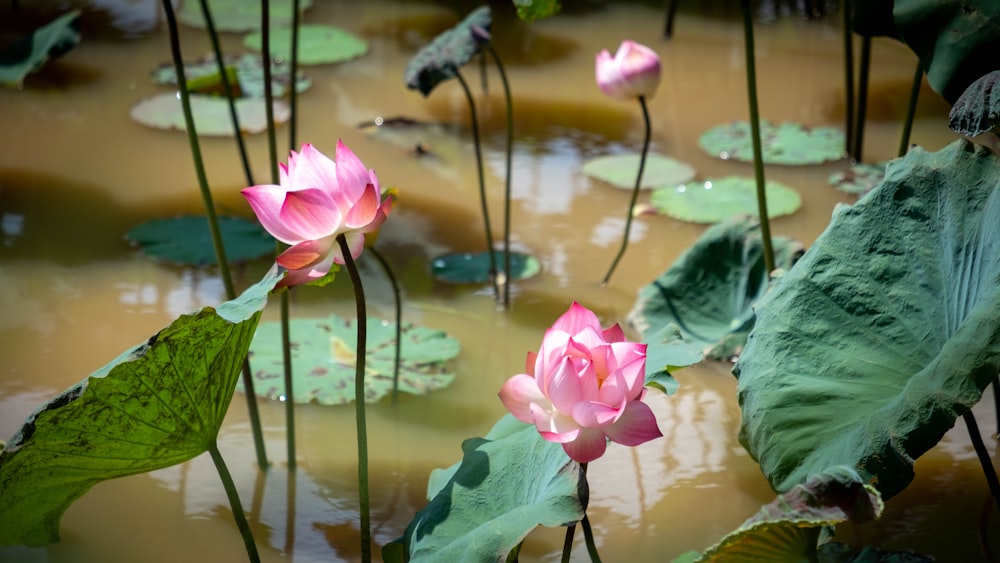 pink flowers in a pond