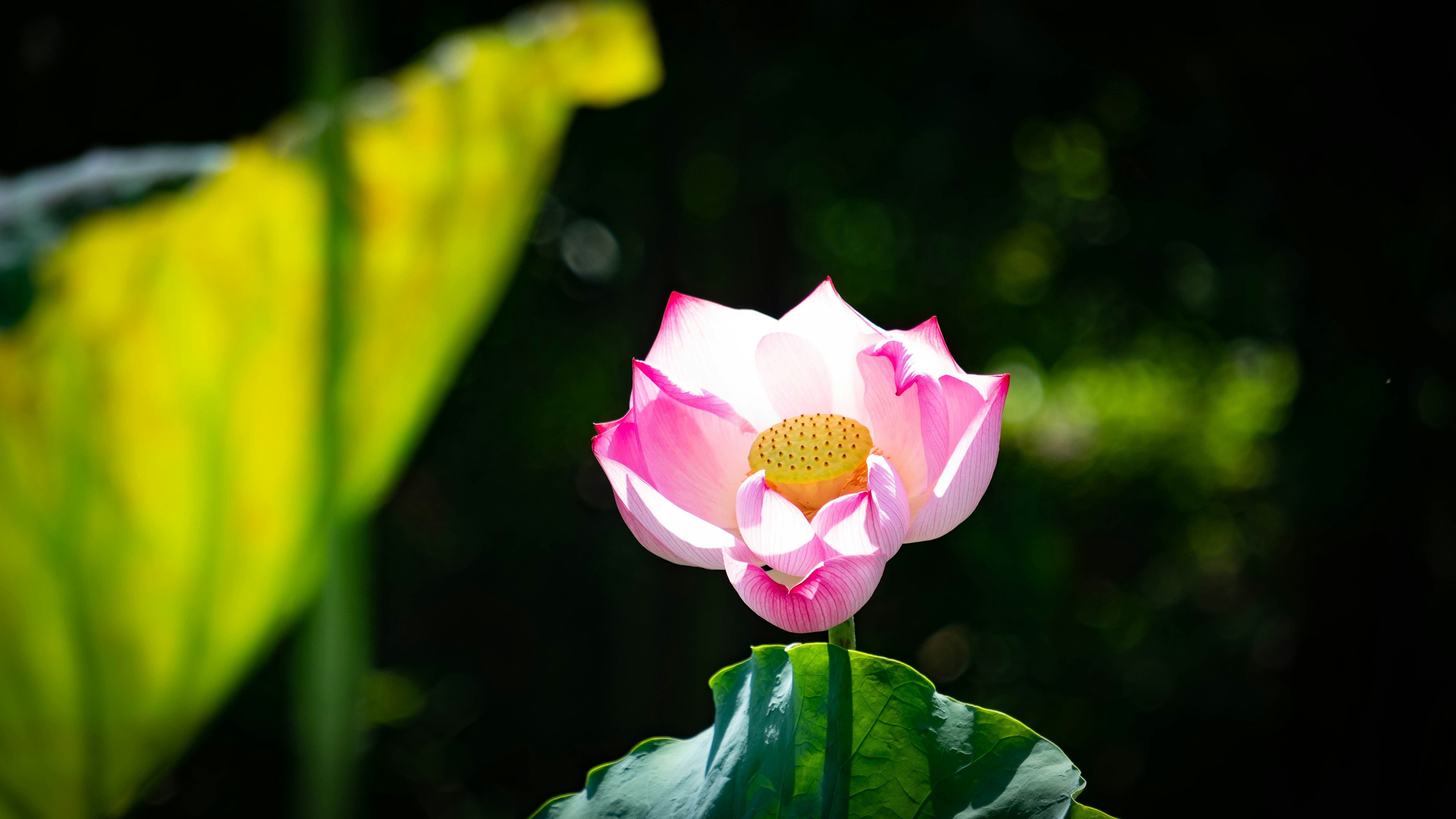 Pink lotus bloom illuminated by soft backlight against dark greenery.
