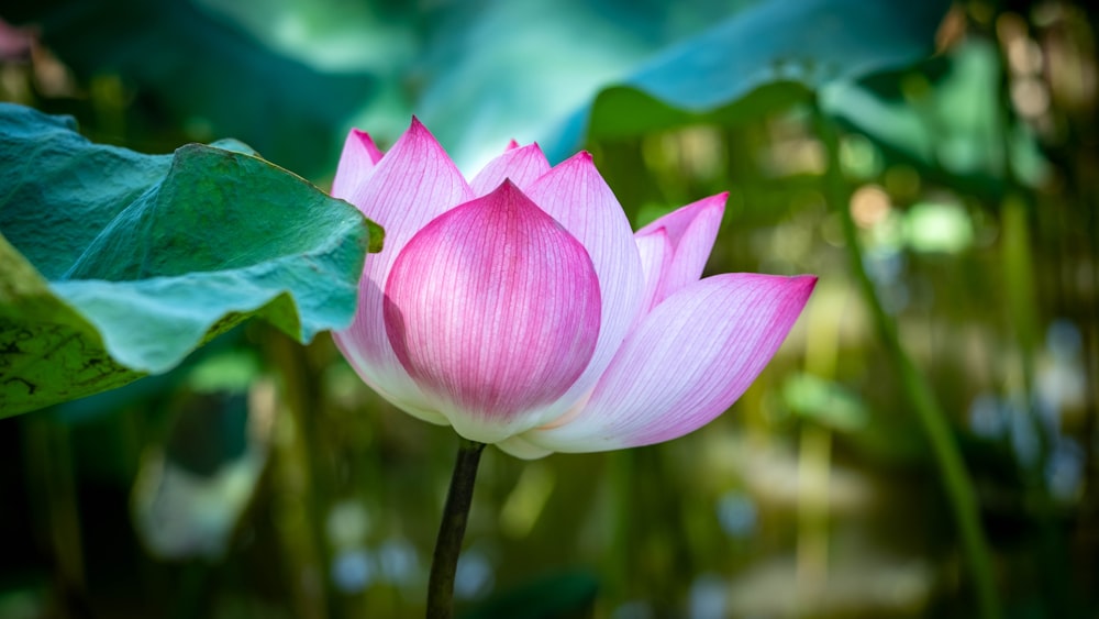 a pink flower with green leaves