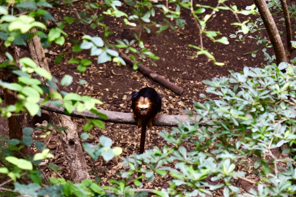 a bird standing on a branch