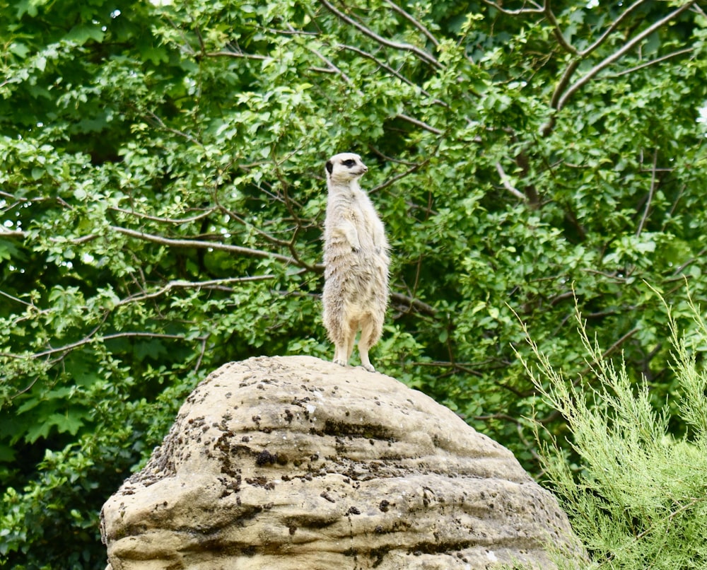an animal standing on a rock