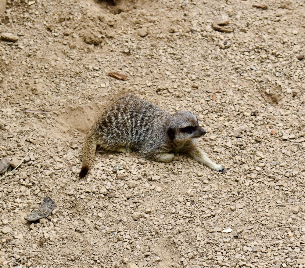 a small animal on the ground