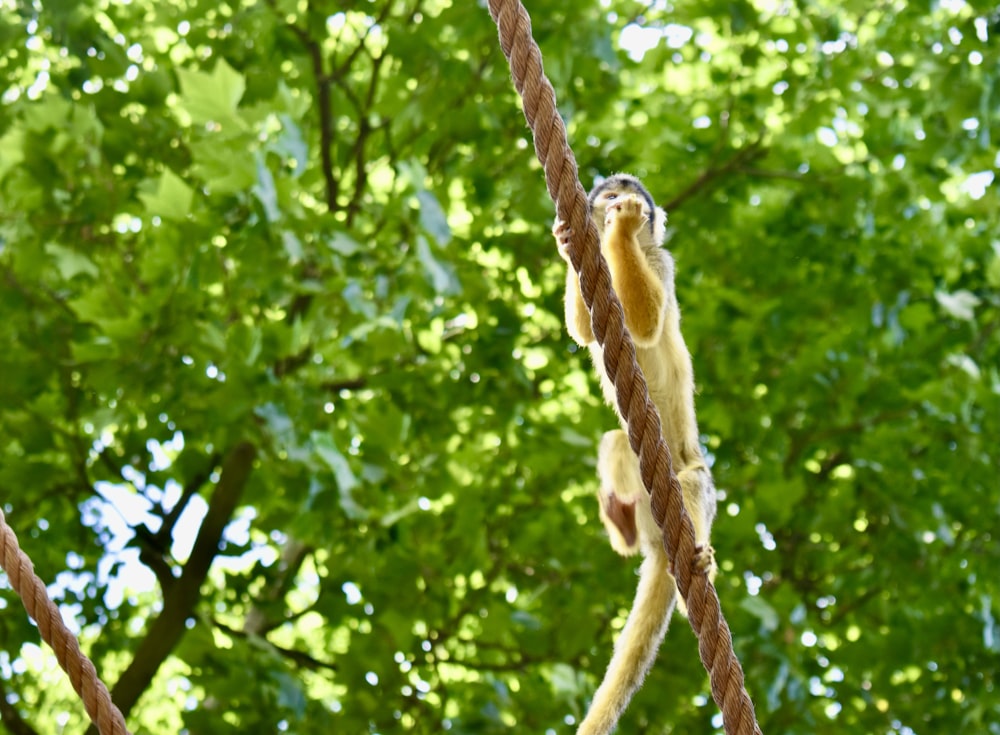 a bird perched on a branch