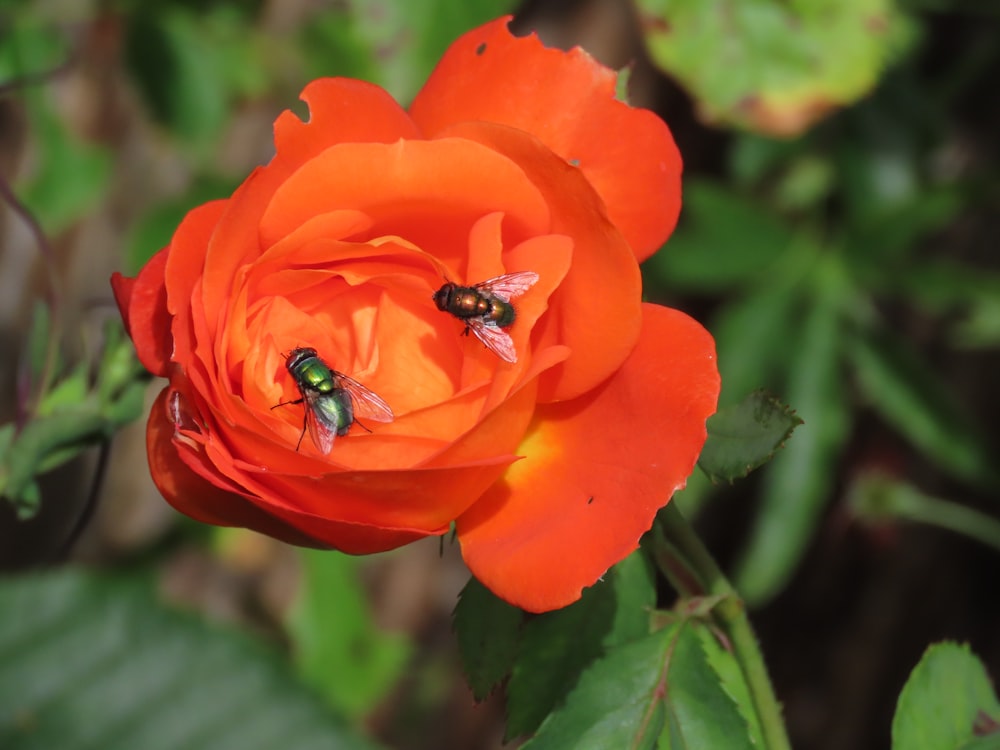 a bee on a flower