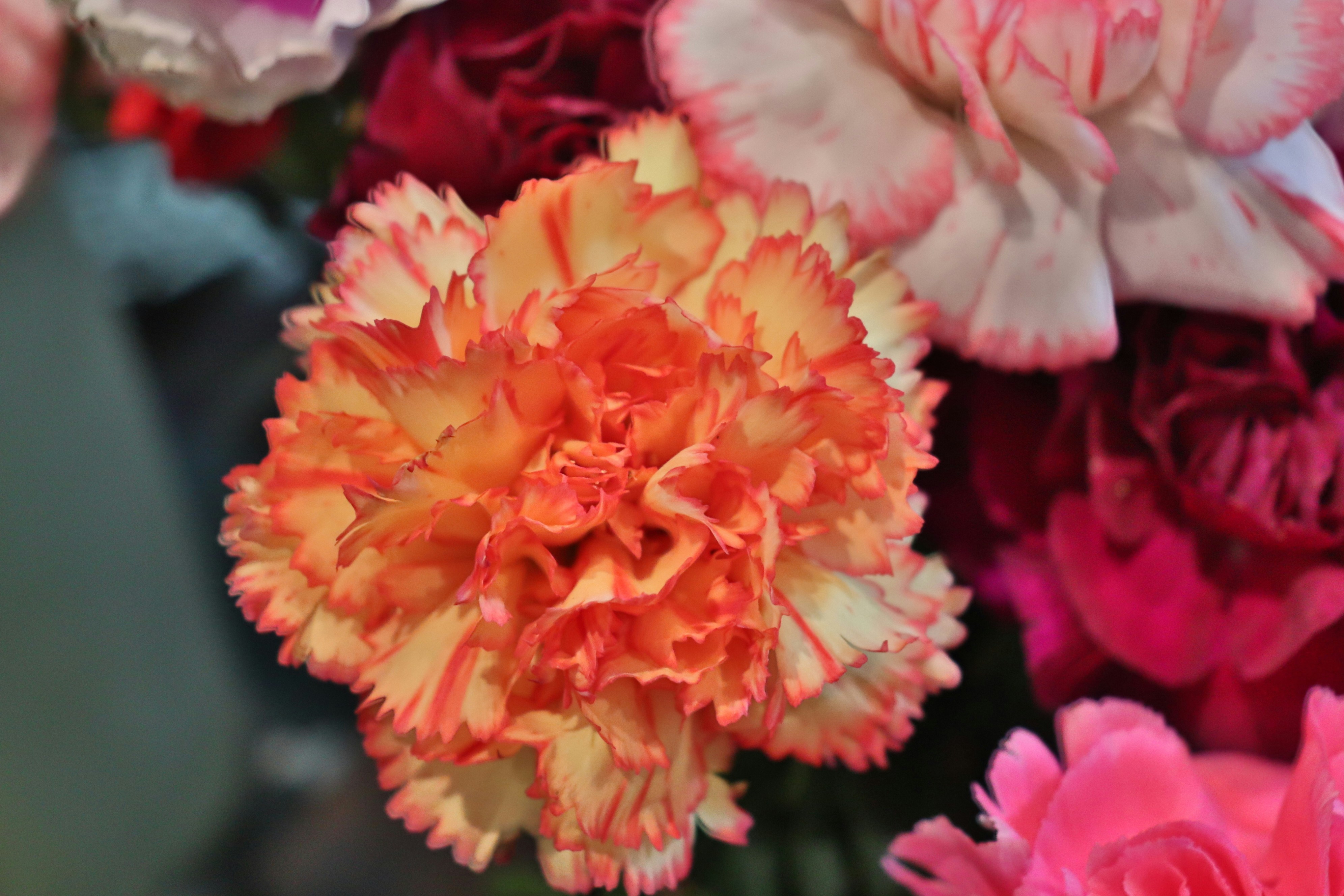 Photo by judithgirardmarczak