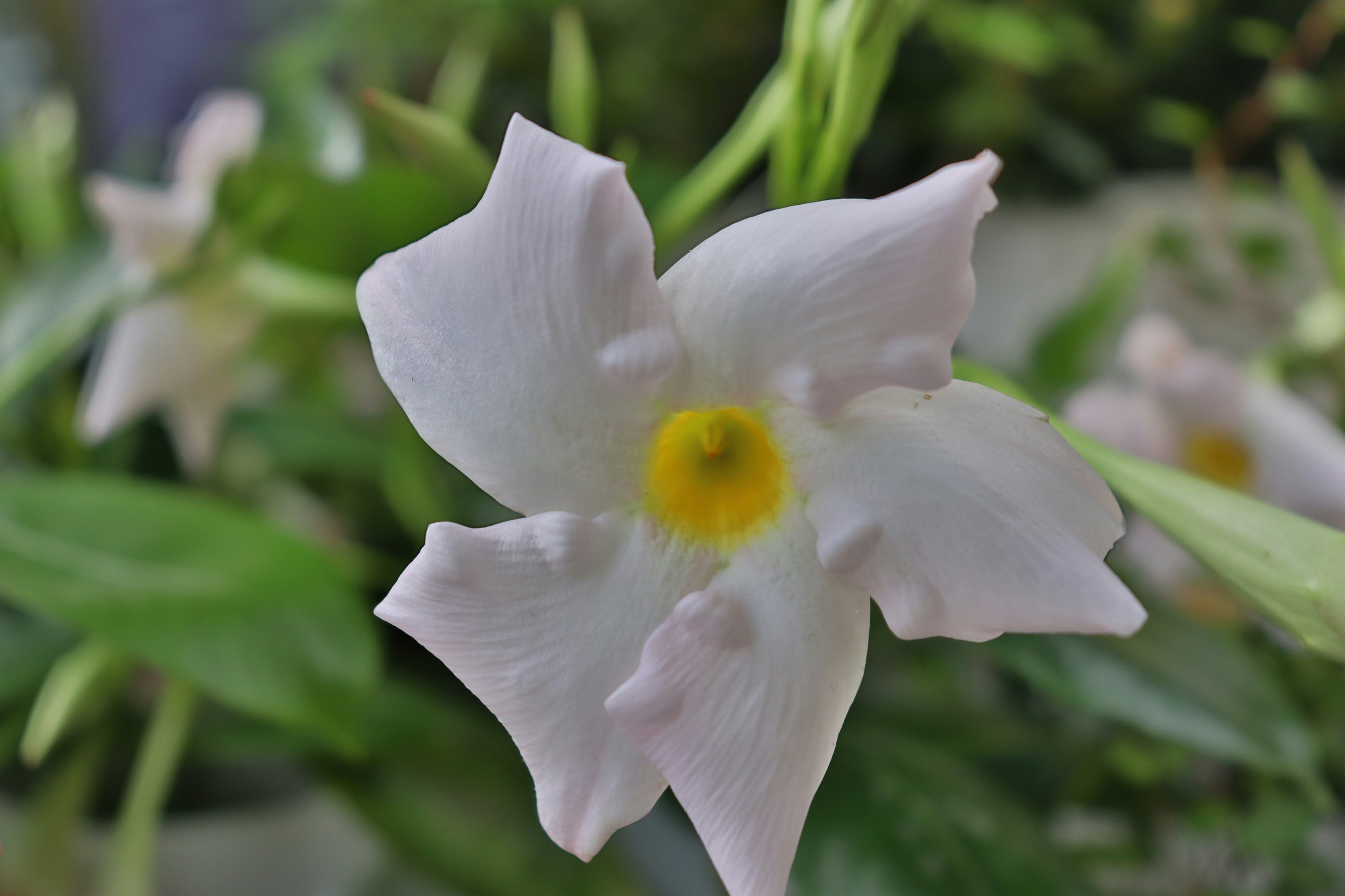 Photo by judithgirardmarczak