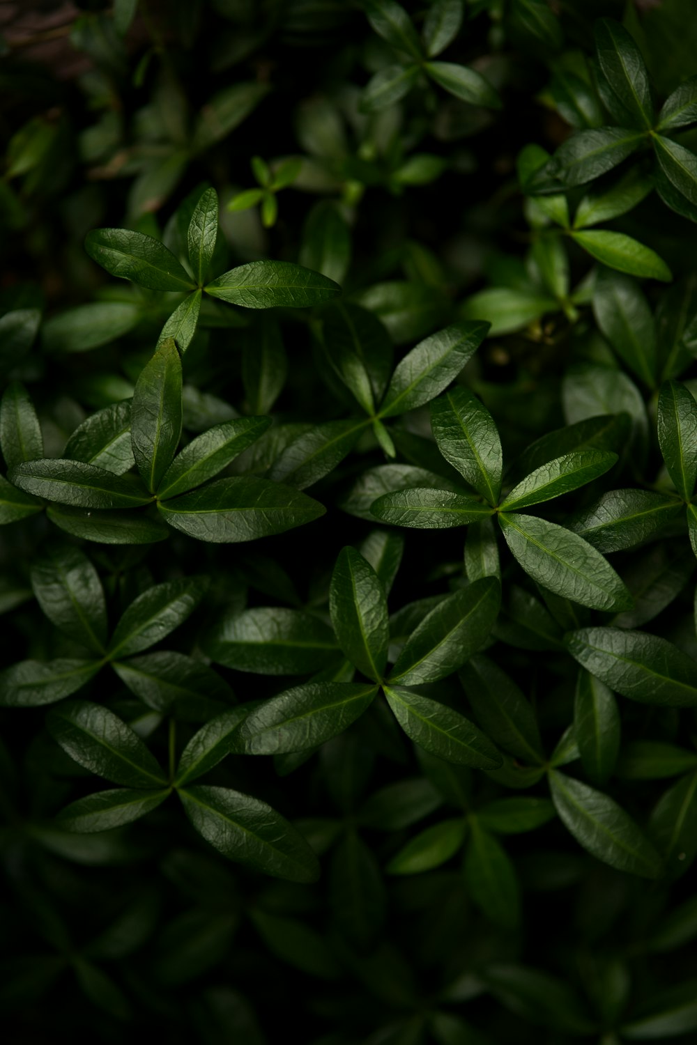 a close up of a plant