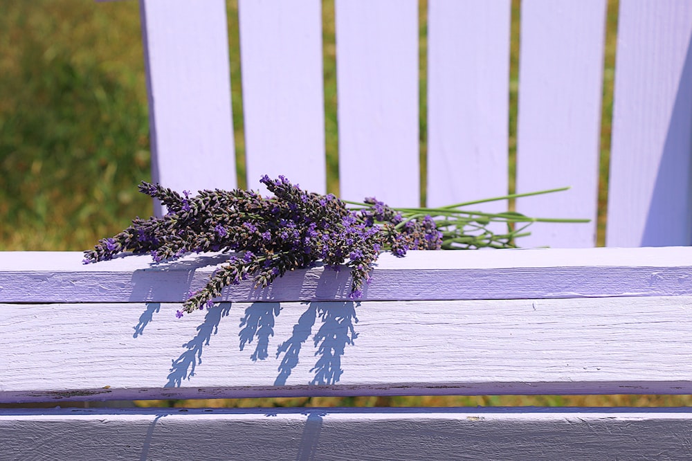 a bench with purple flowers