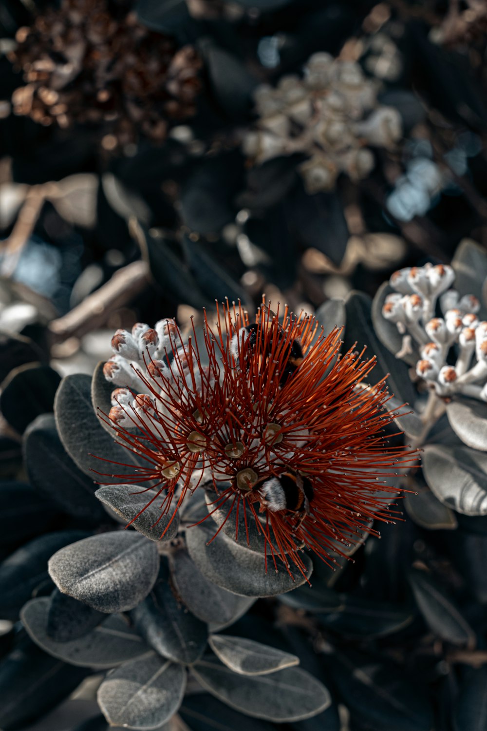 a close up of a flower