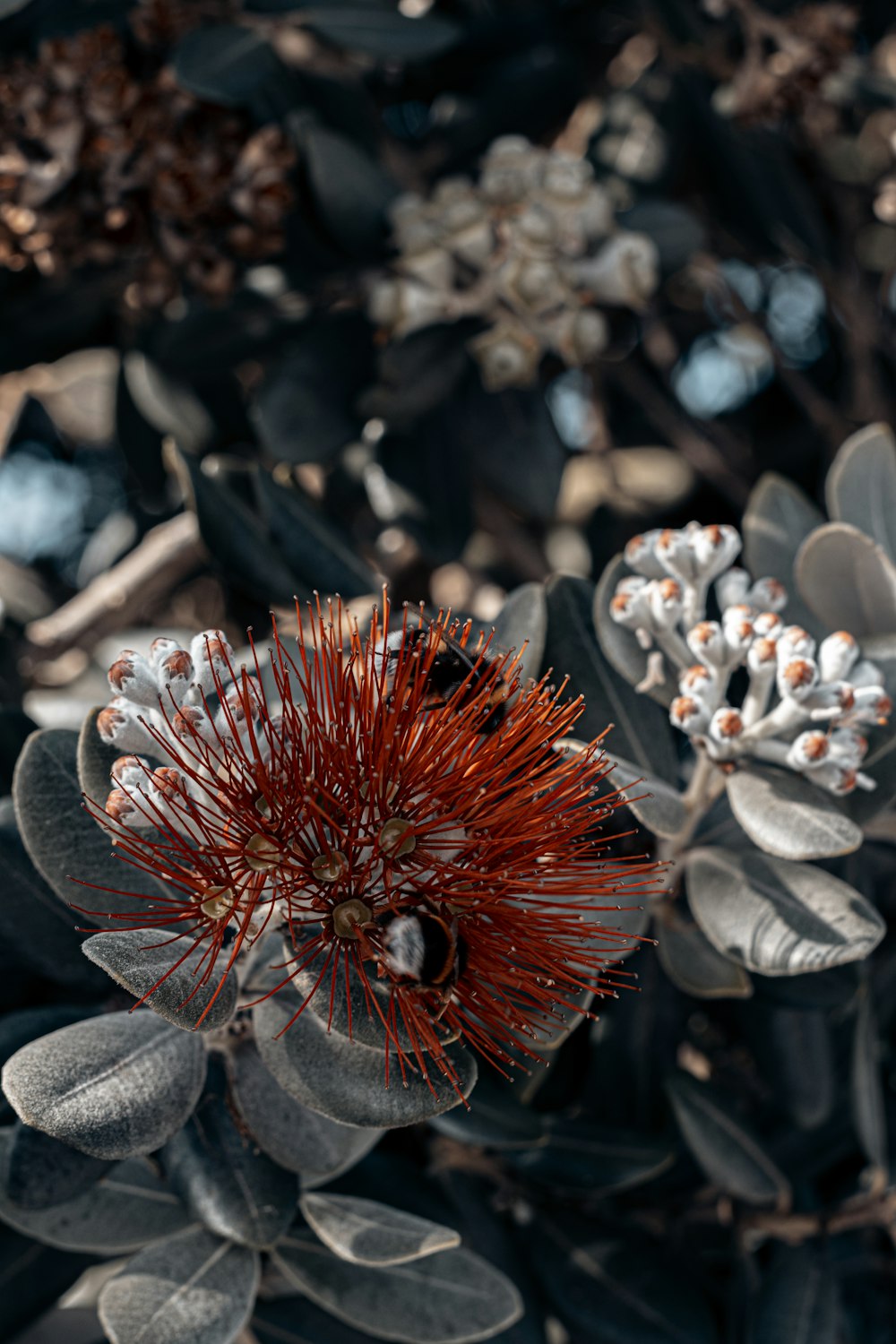 a close up of a flower