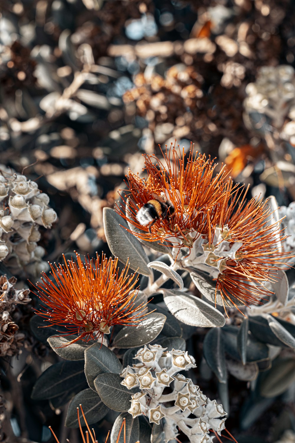 close-up of a plant