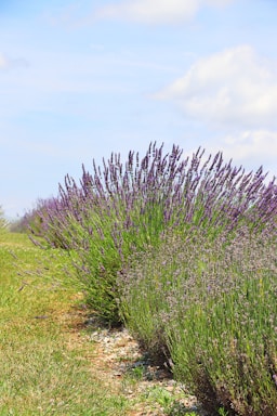A serene image of a lavender field under a clear sky.
