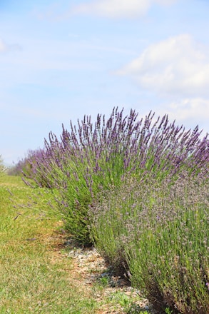 A serene lavender field under a clear blue sky.