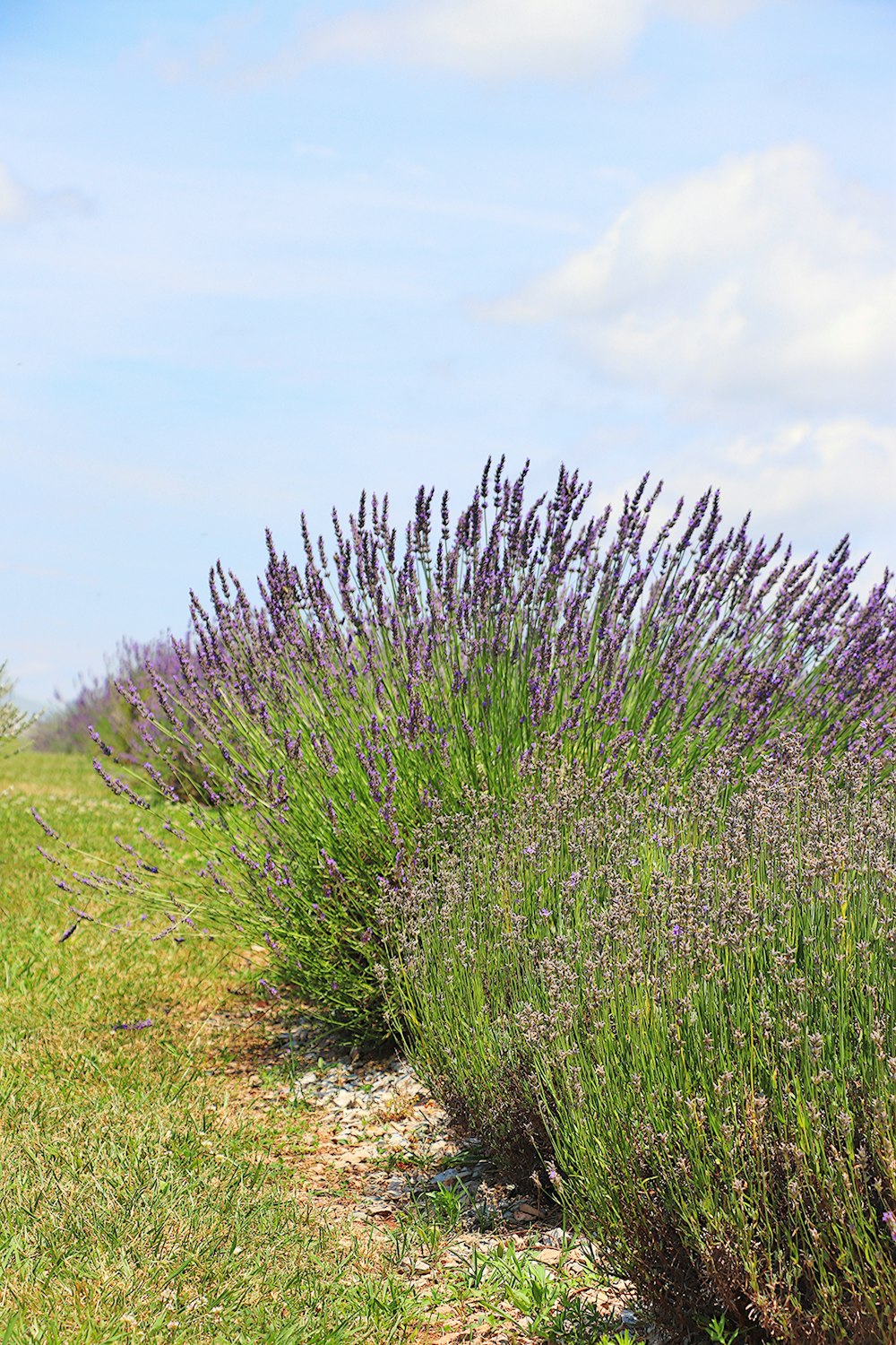 a field of purple flowers