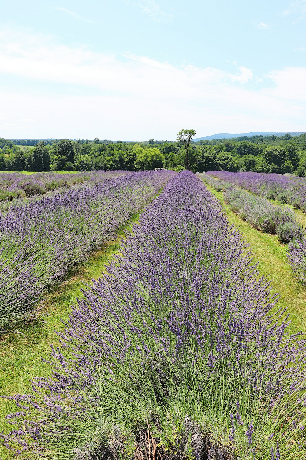 a field of purple flowers