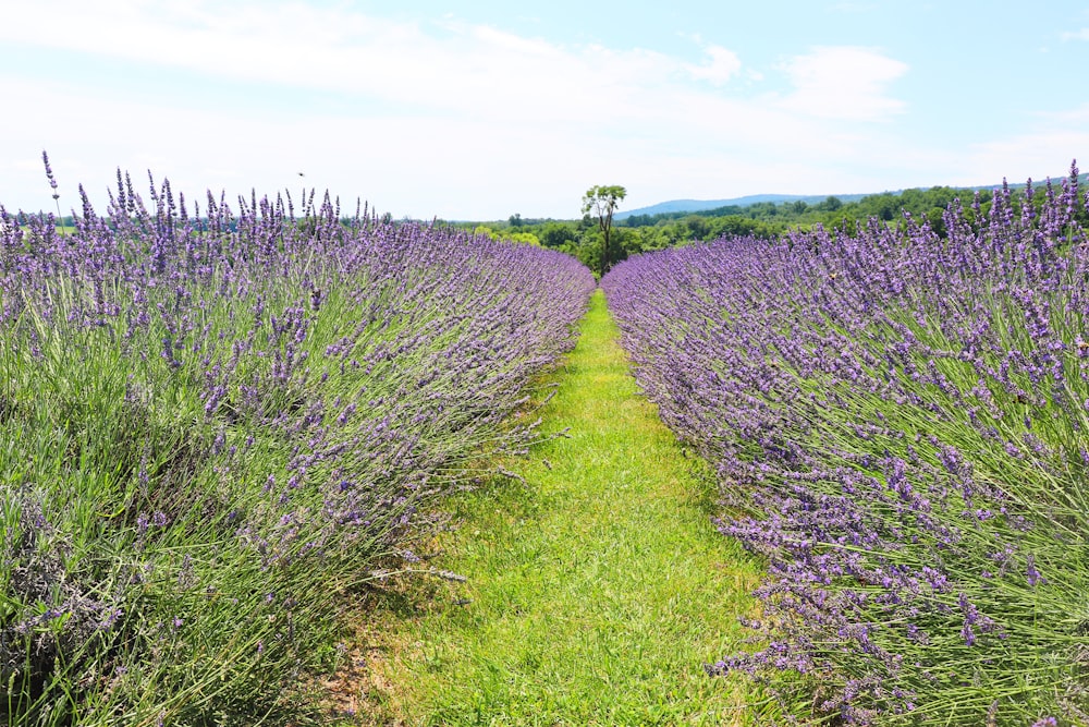 a field of purple flowers