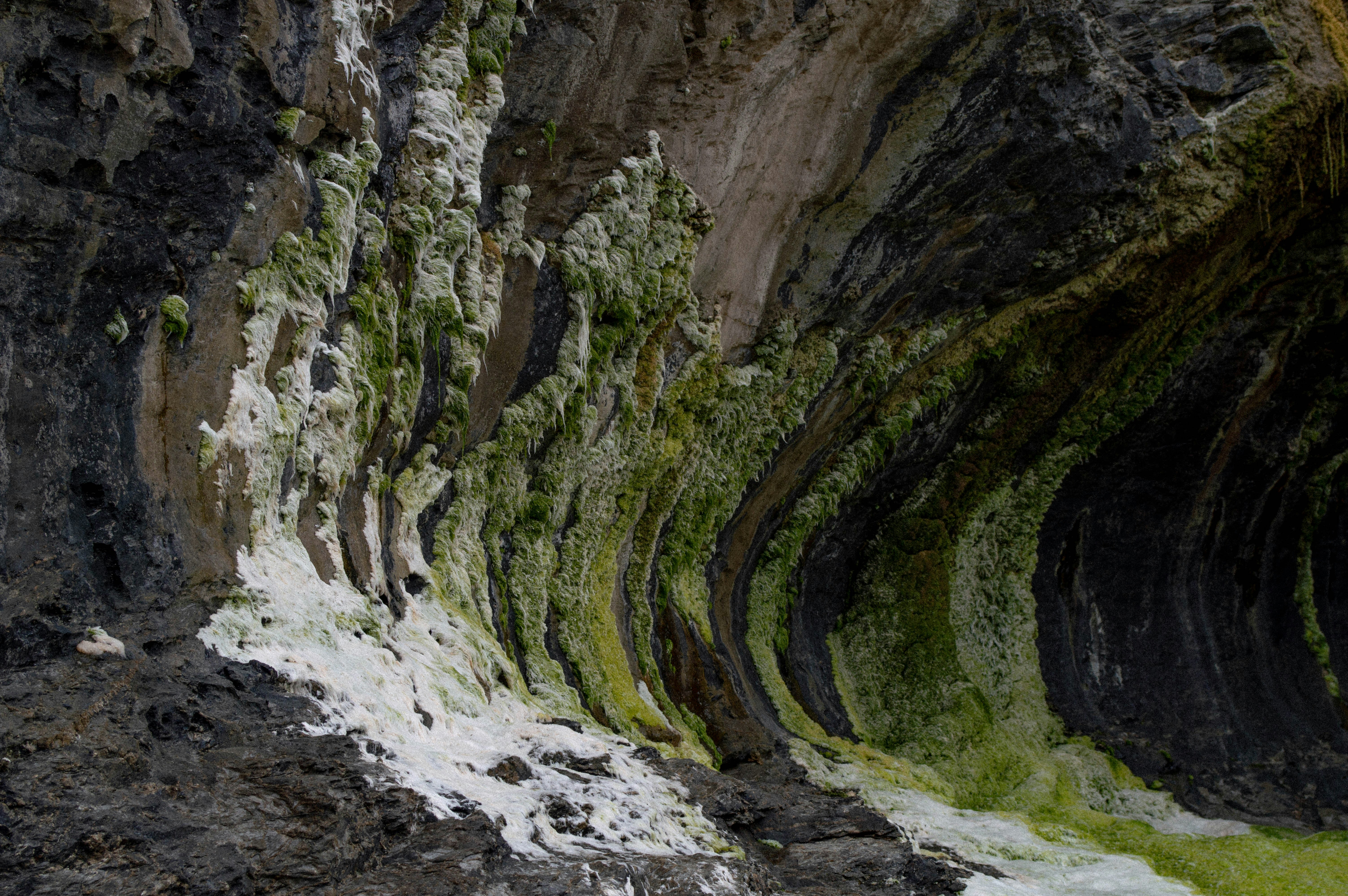 Moss coating the inside wall of a cave beside the ocean front.