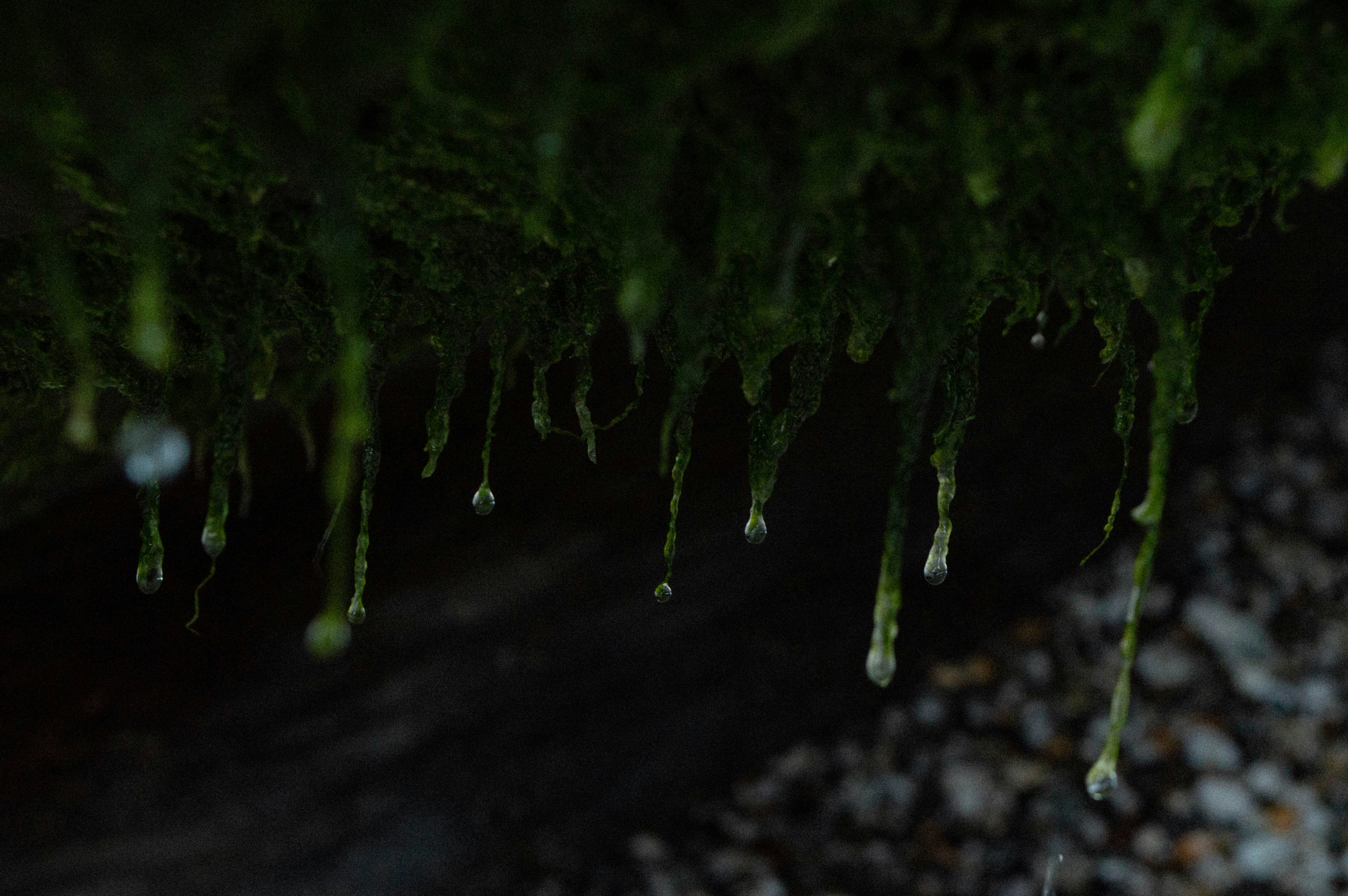 a group of green plants