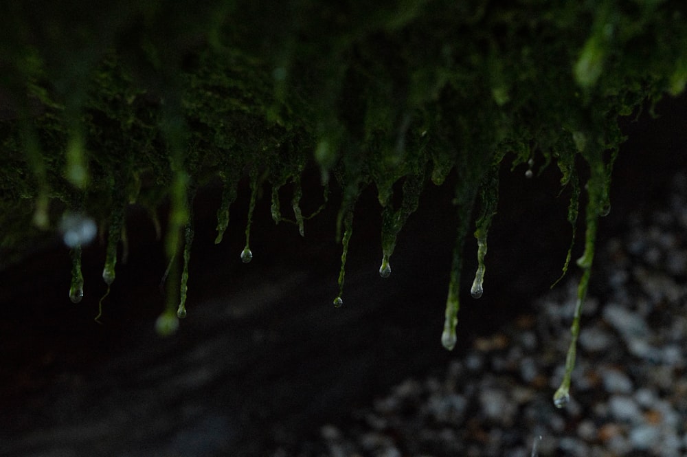 a group of green plants